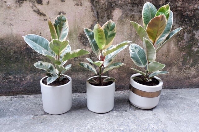 Cây Đa Cẩm Thạch(Marble Rubber Tree, Ficus Elastica Tineke)