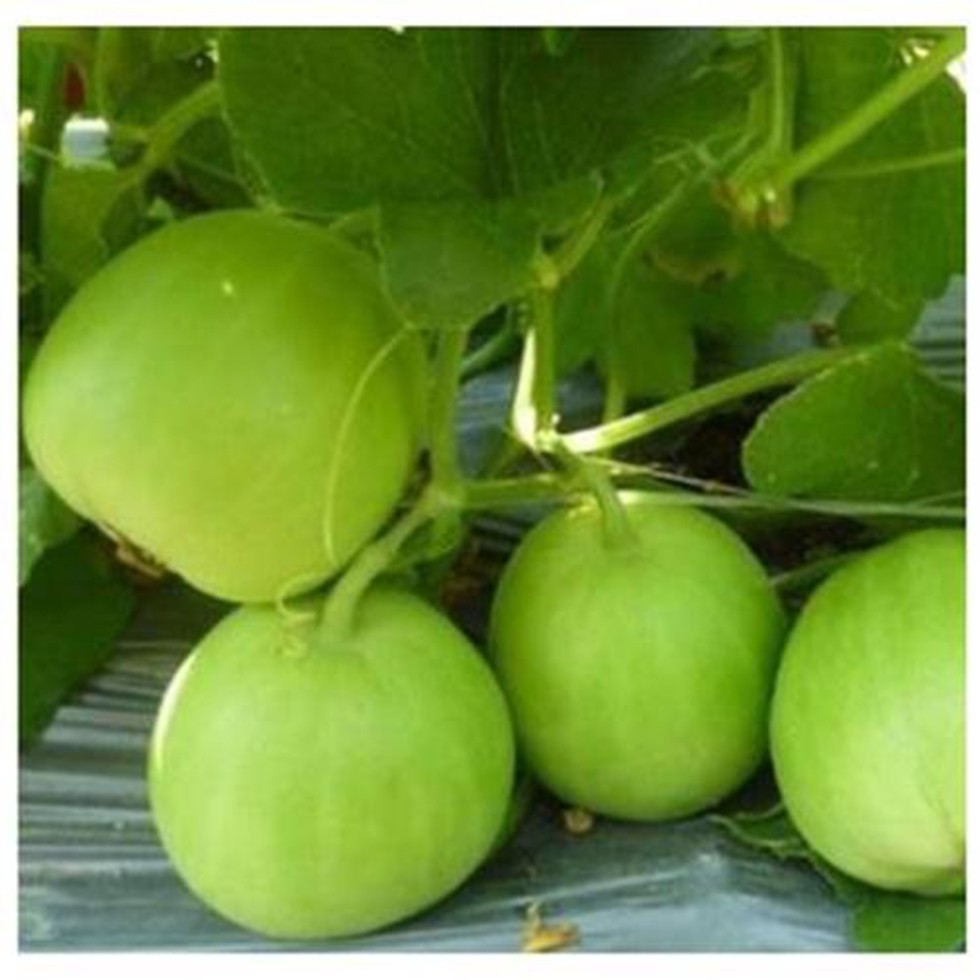 Phân Bón Lá SIÊU TẠO MÀU NHƯ Ý Chai 500ml CHỐNG PHÌ TRÁI, LÊN MÀU, SIÊU NẶNG KÝ, KÉO ĐƯỜNG, SIÊU NGỌT, MÃ ĐẸP