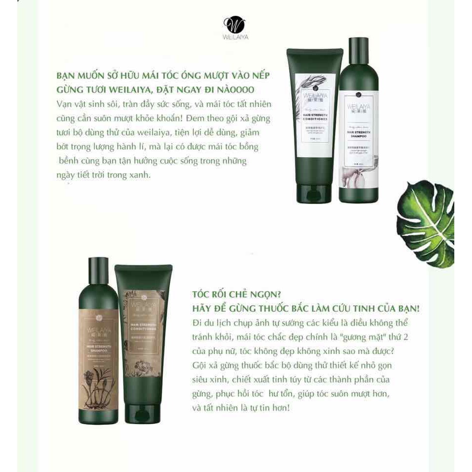 Bộ Dầu Gội Dầu Xả Gừng Và Hà Thủ Ô Giảm Tình Trạng Rụng Tóc, Kích Thích Mọc Tóc Hiệu Quả Và Làm Tóc Chắc Khỏe