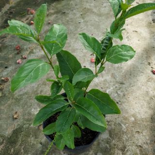 Cây Lài Thái (hoa chuỗi)