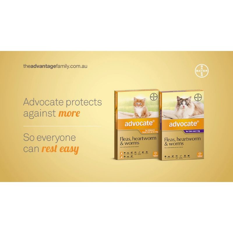 Advocate cho mèo, nhỏ gáy Advocate loại bỏ bọ chét, giun sán, ghẻ tai... cho mèo