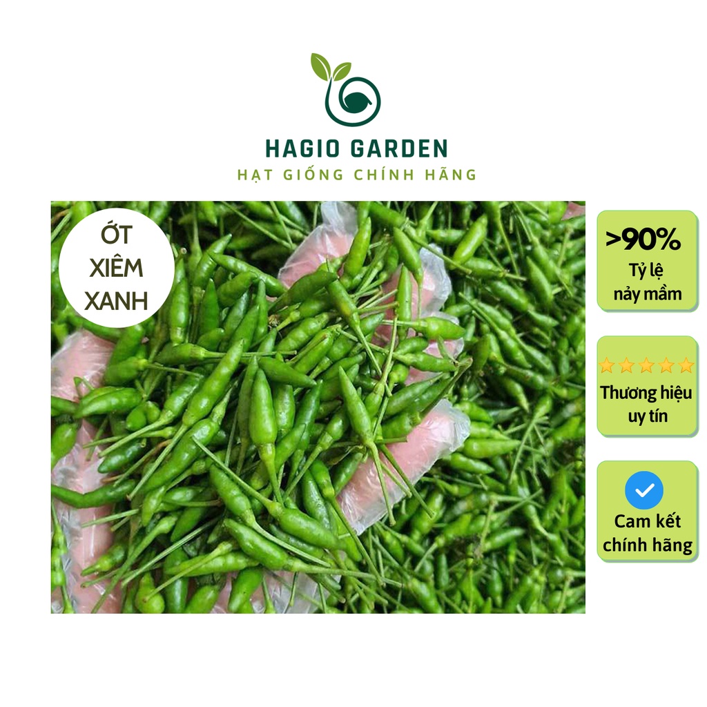 Hạt giống ớt xiêm xanh Rado 531 chính hãng Rạng Đông thơm, cay ...