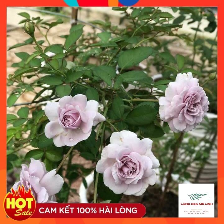 Hoa hồng leo Rainy Blue Rose[ TUYỆT ĐẸP] Nằm trong TOP 10 giống hoa hồng leo Đức đẹp nhất khi về Việt Nam.