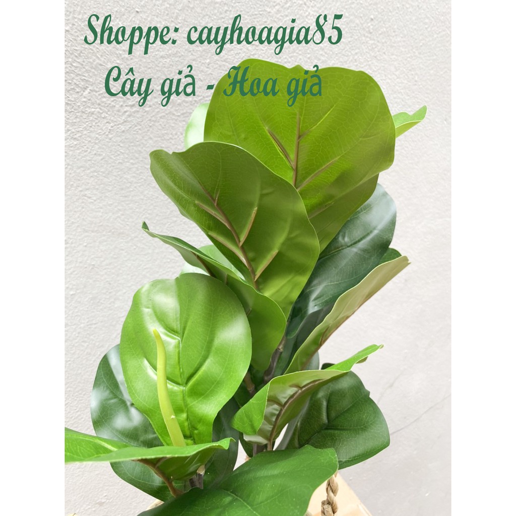 Cây giả - Cây Bàng Singapore CNM 62