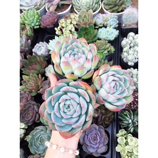 Sen Đá size bầu [ib shop gửi hình lựa ạ]
