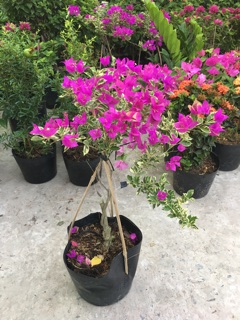 Hoa giấy cẩm thạch siêu hoa