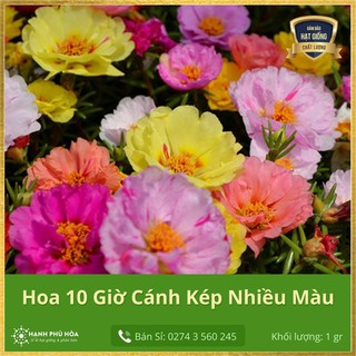 Hạt Giống Hoa 10 Giờ Cánh Rũ Nhiều Màu FVN 10Hạt - Hoa Kiểng - Trang Trí Nhà Cửa, Sân Vườn