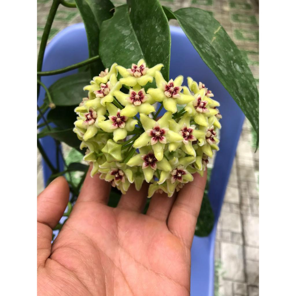 Giò hoa lan cẩm cù Haconensis hoa vàng