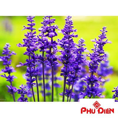 Gói 100 hạt giống hoa oải hương LAVENDER  PHÚ ĐIỀN