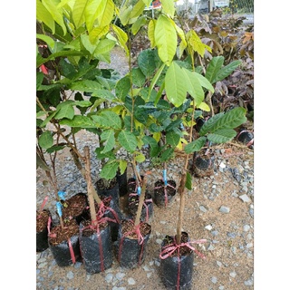 Cây chôm chôm thái ( cao 50-80cm )