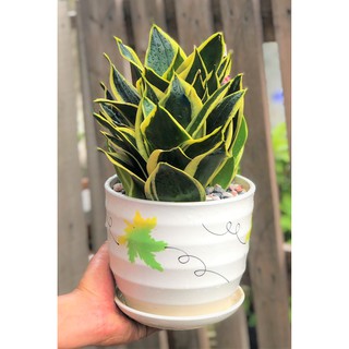 Chậu sứ cây lưỡi hổ Thái xanh size to để bàn