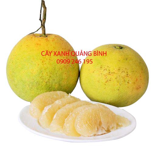 Giống Bưởi Phúc Trạch Hương Khê Hà Tĩnh