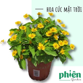 Cây Hoa Cúc Mặt Trời, hoa bụi trang trí sân vườn
