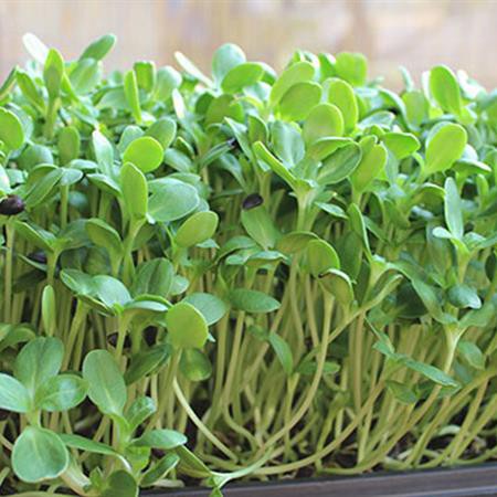 Hạt Giống Rau Mầm Hướng Dương PN - An An Saigon