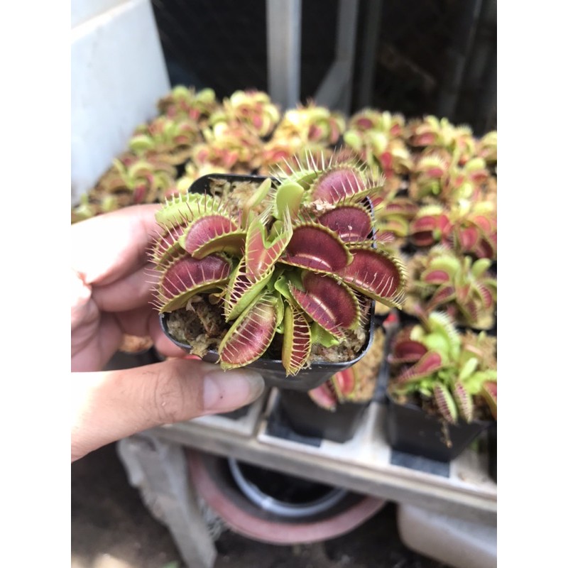 Cây bẫy kẹp bắt mồi - Venus Flytrap