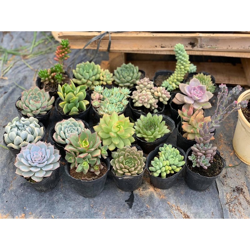 Sen đá Đà Lạt. Size 8-10cm