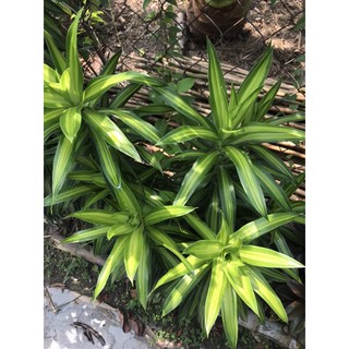 Cây giống trúc bách hợp