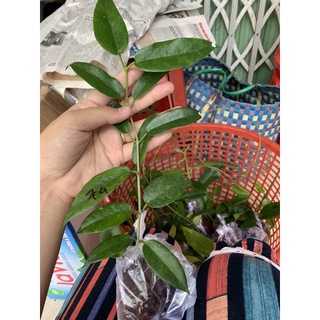 cẩm cù hoa màu đen