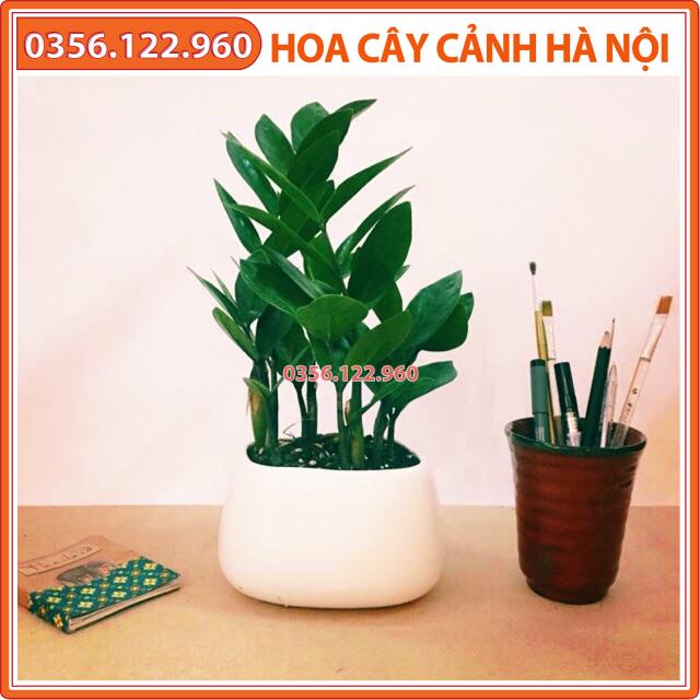 Cây kim tiền để bàn (chậu nhựa)