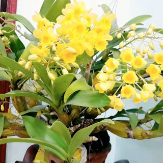 Hoa lan sơn thủy tiên 1 giề như hình cuối