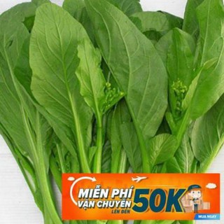 20g Hạt giống Cải ngồng