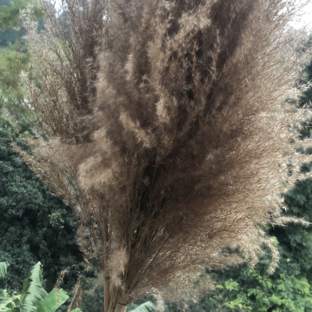 combo 5 bông lau sậy decor trang trí cực đẹp