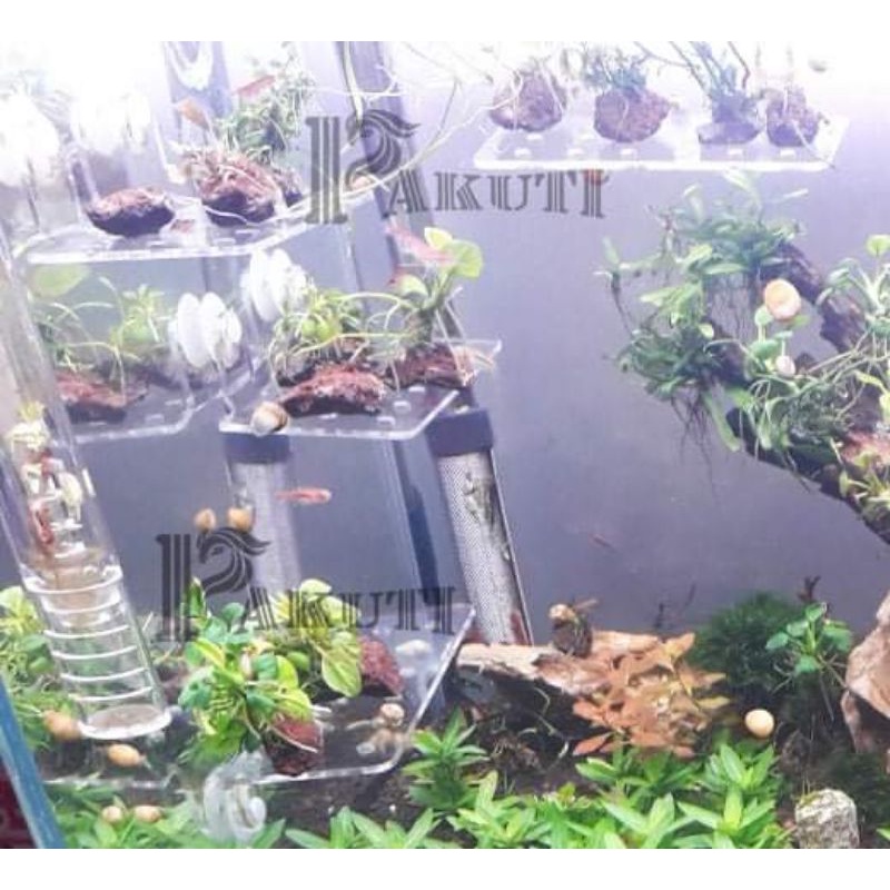 Giá thể hít kính mica show cây bucep cho hồ thủy sinh