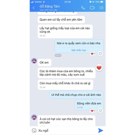 Hạt giống cúc lá nhám