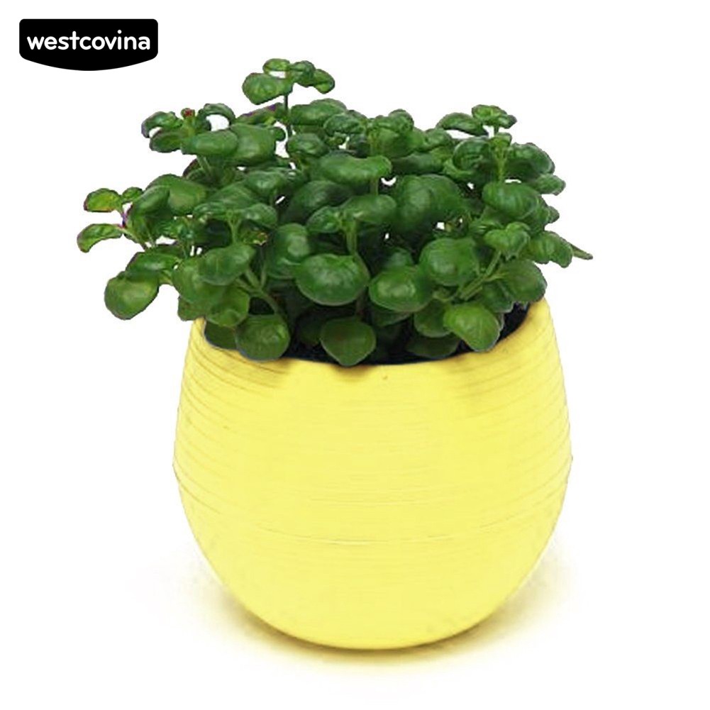 Chậu trồng cây/hoa trang trí sân vườn/nhà