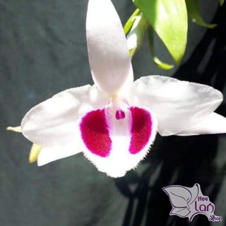 hoa lan giả hạc ám cổ văn giang kie năm 2