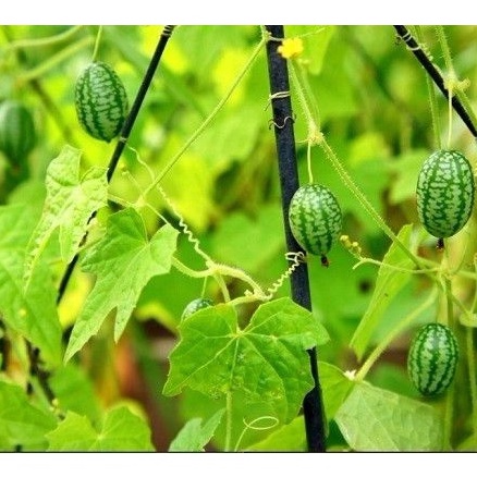 Hạt giống Dưa Hấu Mini 10 Hạt TẶNG KÈM KÍCH MẦM NHANH
