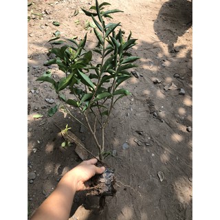 Cây giống hoa Nhài (Lài) Nhật hoa cực thơm - cây trưởng thành đang hoặc sắp cho hoa
