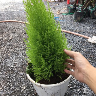 Chậu cây Tùng Thơm - Thông Noel mang phong thủy và làm đẹp nhà cửa cho gia chủ - Trang Flower