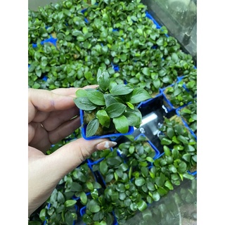 Ráy nana lá nhỏ thuỷ sinh dễ trồng khoẻ đẹp