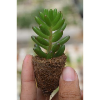 Sen đá thạch ngọc nho mini 2-4cm