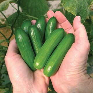 🥒hạt giống dưa leo baby🥒 - gói 1gr - tỉ lệ nảy mầm cao