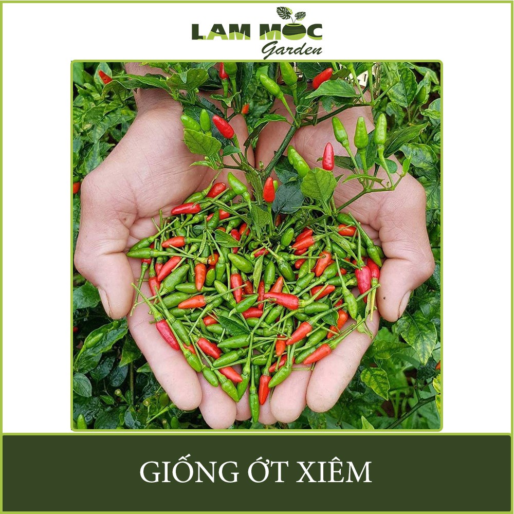 Hạt Giống Ớt Xiêm Siêu Cay Gói 0,1g