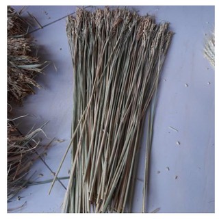 BÔNG LÚA KHÔ HẠT NGUYÊN THỦY - LÚA KHÔ 45- 50 BÔNG