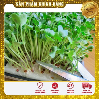 Hạt Giống Mầm Cải Ngọt