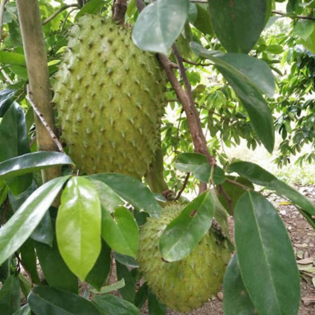 Cây giống mãng cầu xiêm cây ghép siêu sớm