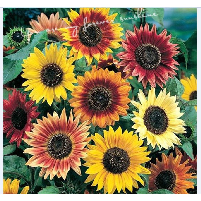 Hạt giống hoa hướng dương mix màu - 1 gói 30 hạt