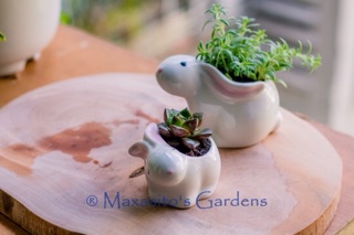 Chậu cây mini