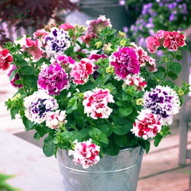 Hạt giống dạ uyên thảo kép nhiều sắc F1