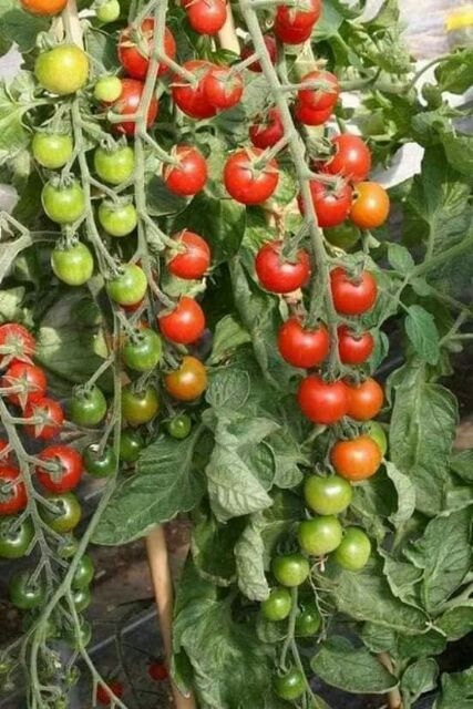 cà chua chuỗi ngọc 30 hạt