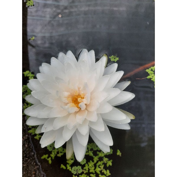 Hoa Súng Bạch Tuyết