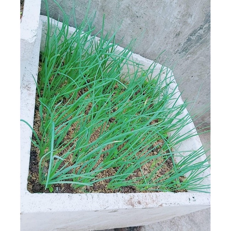 HẠT GIỐNG HÀNH HƯƠNG XANH F1 SINH TRƯỞNG CỰC KHOẺ TRỐNG CHỊU SÂU BỆNH