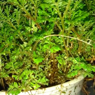 Cây dương xỉ cổ thụ