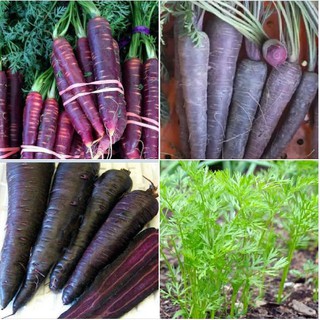 Hat Giống Cà Rốt Tím Lai F1 - Gói 100 Hạt