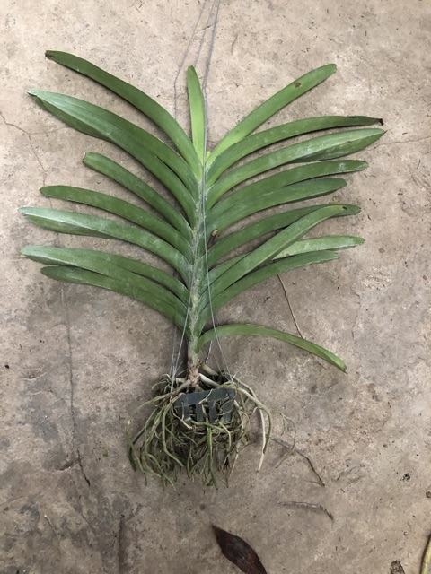 Phong lan vanda đủ màu