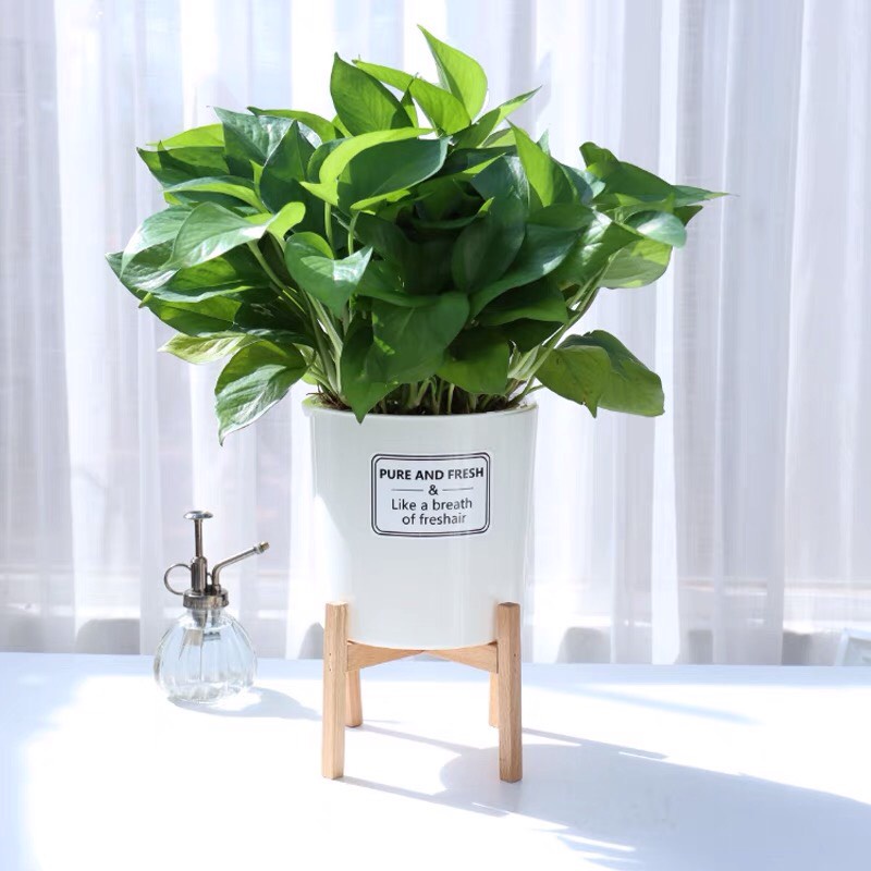 Chậu trồng cây Oliz-TA0 Có khả năng tự tưới nước tặng giá đỡ bằng gỗ, thiết kế theo phong cách vintage